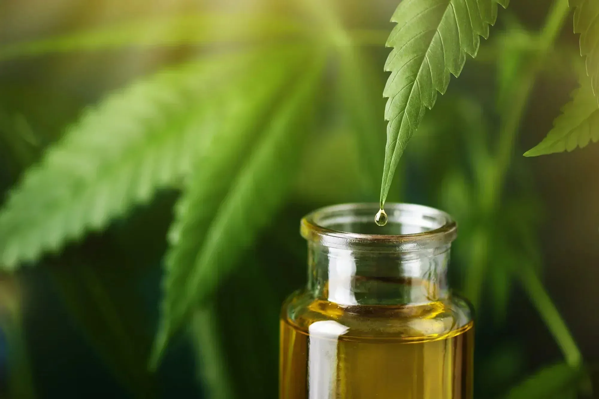 Al momento stai visualizzando Olio di CBD: come leggere l’etichetta e come conservarlo