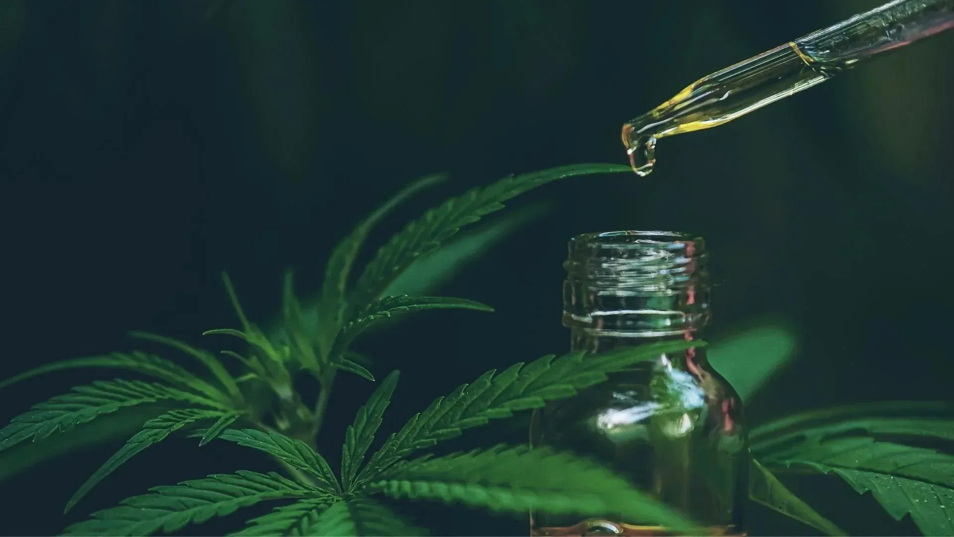 Al momento stai visualizzando Che cos’è il cannabidiolo (CBD)? Guida completa