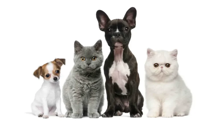Scopri di più sull'articolo CBD per cani e animali domestici: che cosa mostra la ricerca