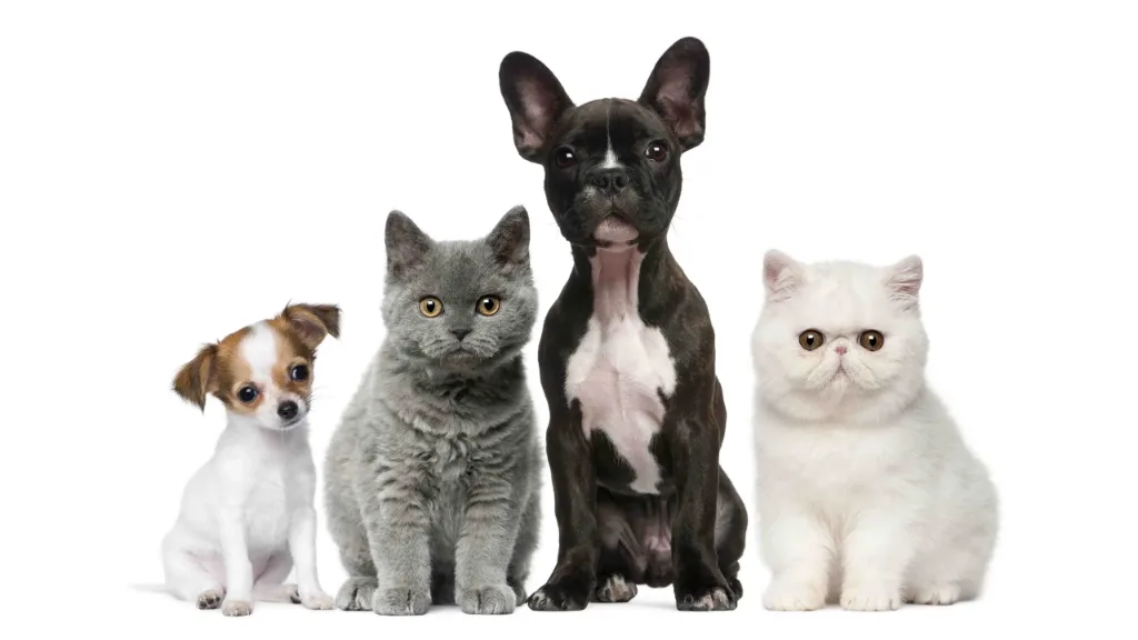Al momento stai visualizzando CBD per cani e animali domestici: che cosa mostra la ricerca